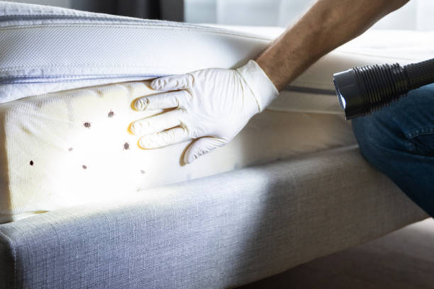 Best Flea Control Services  in Fairfield University, CT