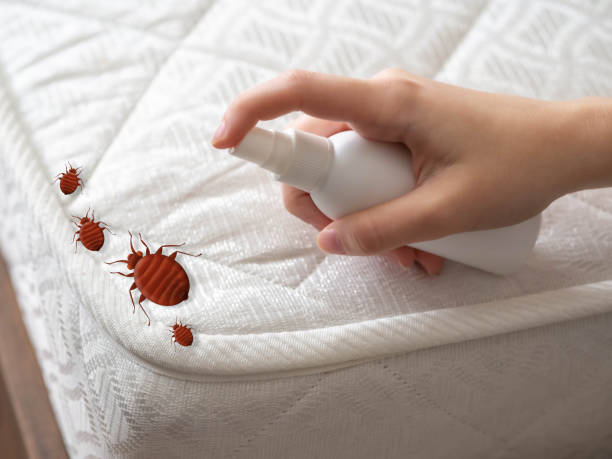 Best Local Pest Control Services  in Fairfield University, CT