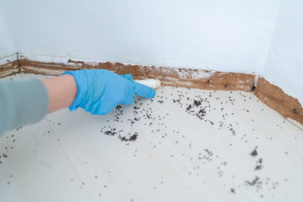 Best Residential Pest Control  in Fairfield University, CT
